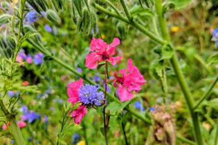 CONTAO_NATURE_THEME_Wildblumenwiese